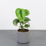 scindapsus-pictus-exotica