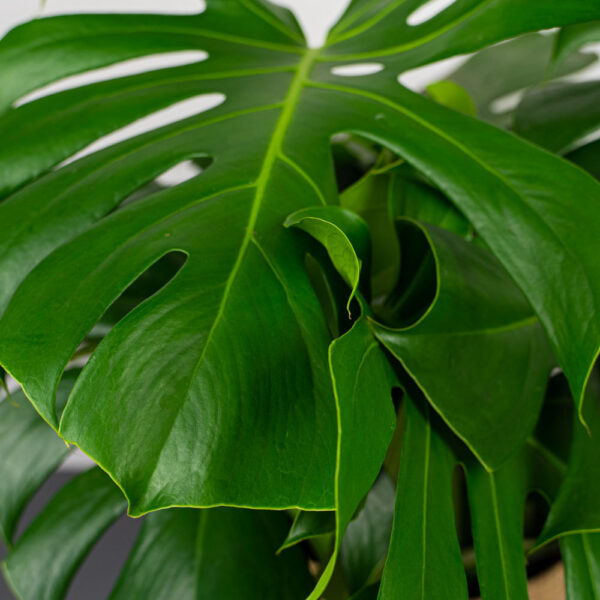 monstera-deliciosa-gigant monstera-deliciosa-gigant