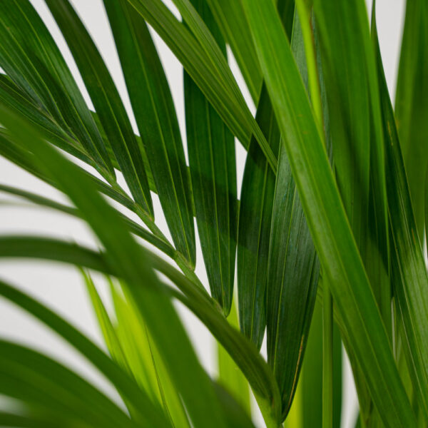 howea-forsteriana-kencja howea-forsteriana-kencja