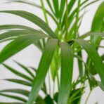 howea-forsteriana-kencja