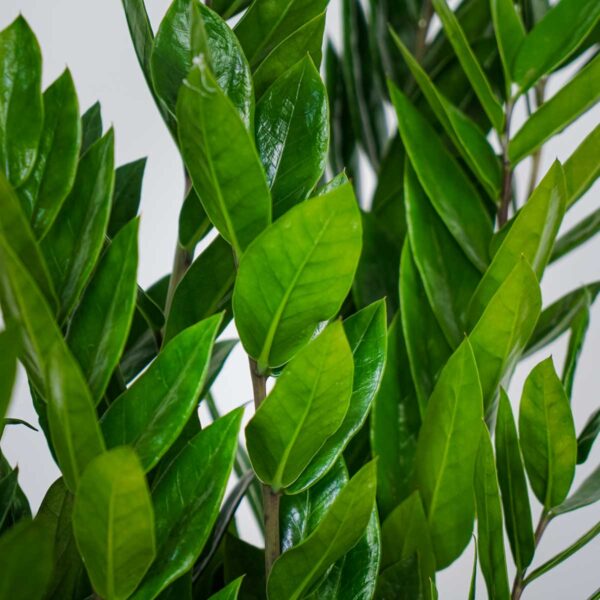 zamioculcas-zamiifolia-zamiokulkas zamioculcas-zamiifolia-zamiokulkas