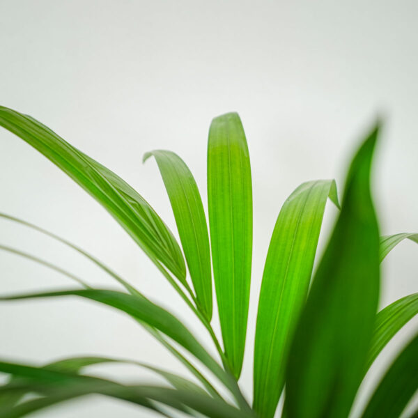 howea-forsteriana-kencja howea-forsteriana-kencja