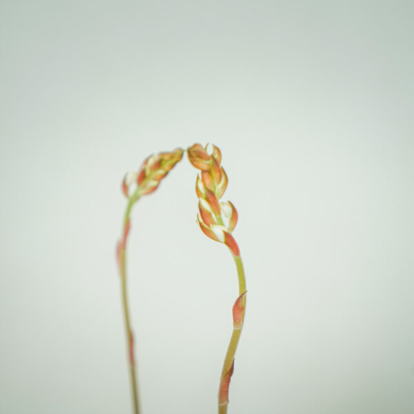 storczyk-ludisia-discolor-jewel-orchid storczyk-ludisia-discolor-jewel-orchid