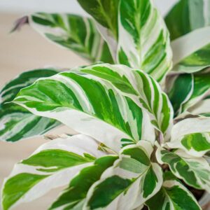 calathea-white-fusion