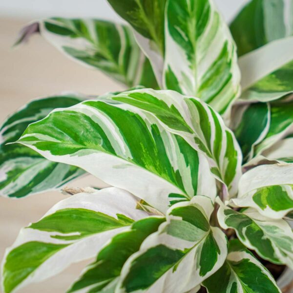 calathea-white-fusion calathea-white-fusion