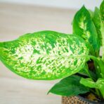 diffenbachia-compacta