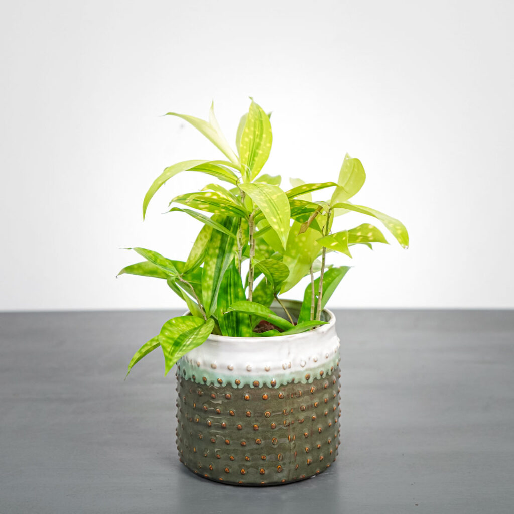 dracena-surculosa-mike