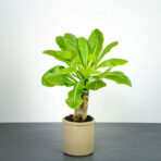 palma-hawajska-brighamia-insignis