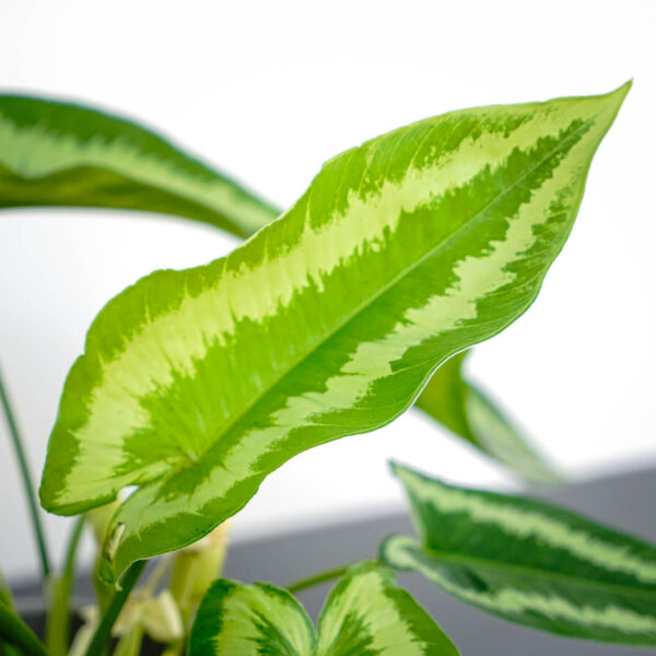 schismatoglottis-wallichii schismatoglottis-wallichii