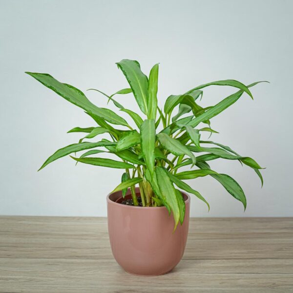 aglaonema-white-lance