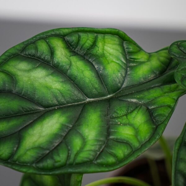 alokazja-dragon-scale-alocasia (2) alokazja-dragon-scale-alocasia