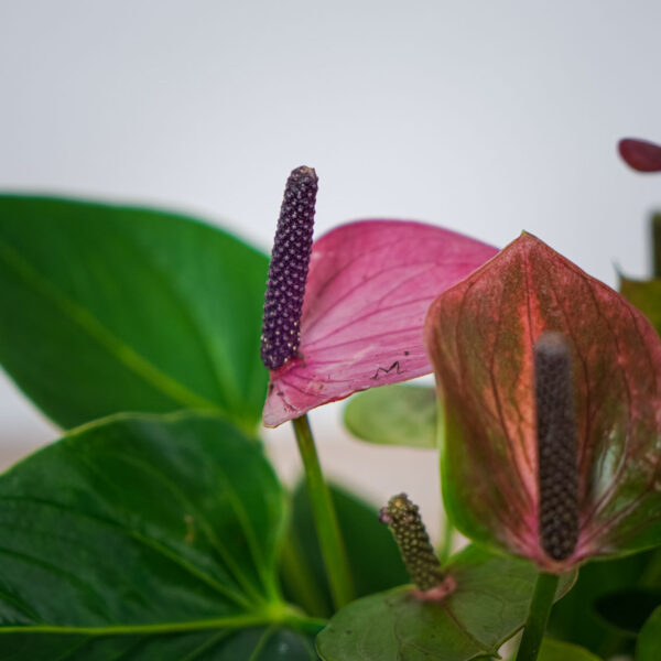 anthurium-baby-purple (2) anthurium-baby-purple