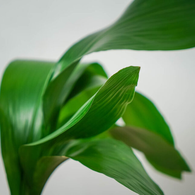 aspidistra-wyniosla-elatior (2) aspidistra-wyniosla-elatior