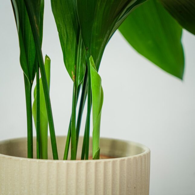 aspidistra-wyniosla-elatior (3) aspidistra-wyniosla-elatior