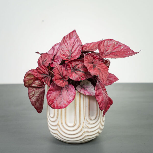 begonia-rex-beleaf-inca-flame begonia-rex-beleaf-inca-flame