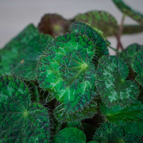 begonia-sizemoreae (2) begonia-sizemoreae