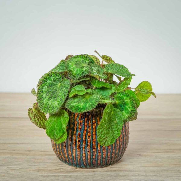 begonia-sizemoreae begonia-sizemoreae
