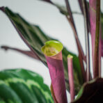 calathea-medallion