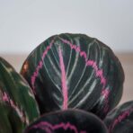 calathea-roseopicta-dottie
