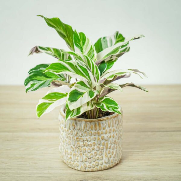calathea-white-fusion calathea-white-fusion