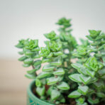 crassula-perforata