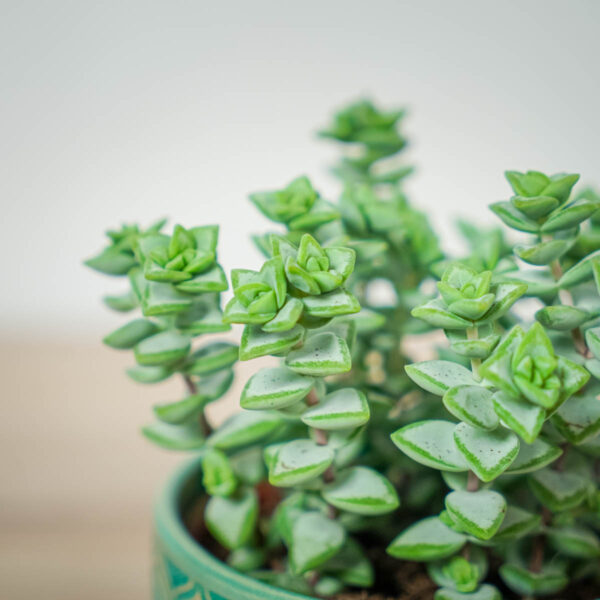crassula-perforata (2) crassula-perforata