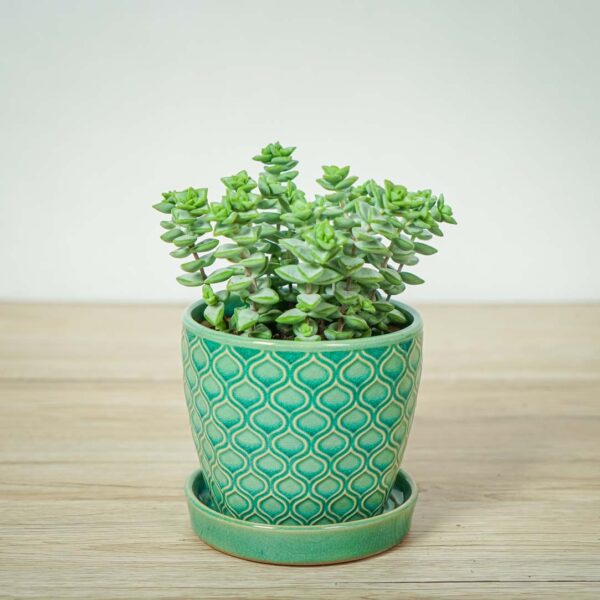 crassula-perforata