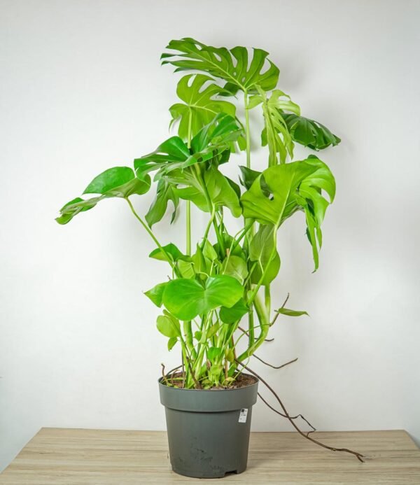 monstera-deliciosa