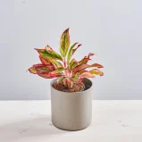Aglaonema crete