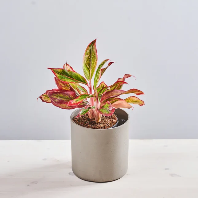 Aglaonema crete