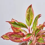MS1k10_0144_MS10 146