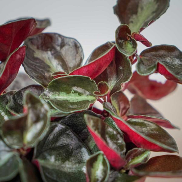 peperomia-metallica (2) peperomia-metallica