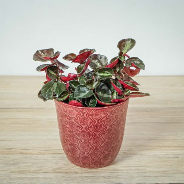 peperomia-metallica