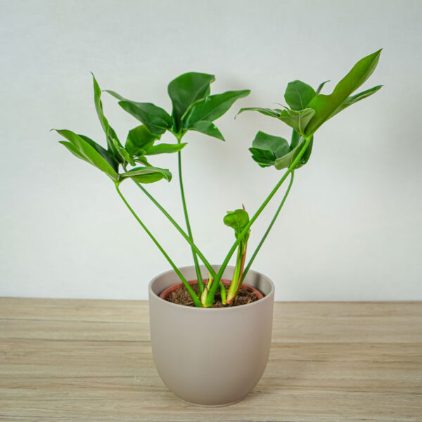 philodendron-fun-bun philodendron-fun-bun