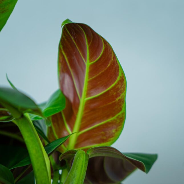 philodendron-subhastatum (2) philodendron-subhastatum