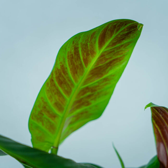 philodendron-subhastatum (3) philodendron-subhastatum
