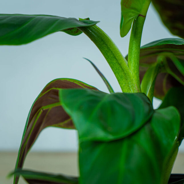 philodendron-subhastatum (4) philodendron-subhastatum