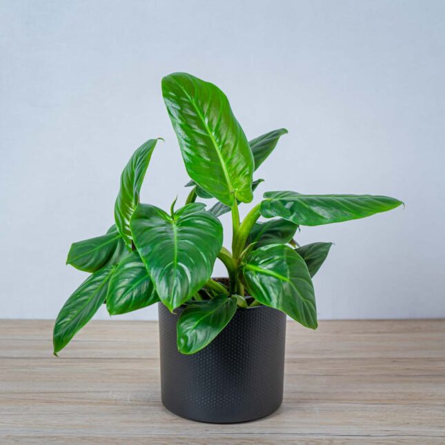 philodendron-subhastatum
