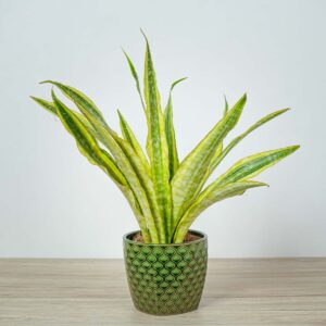 sansevieria-aubrytiana-yellow-variegated
