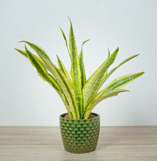 sansevieria-aubrytiana-yellow-variegated sansevieria-aubrytiana-yellow-variegated
