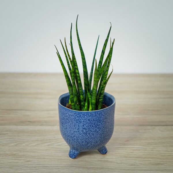 sansevieria-fernwood sansevieria-fernwood