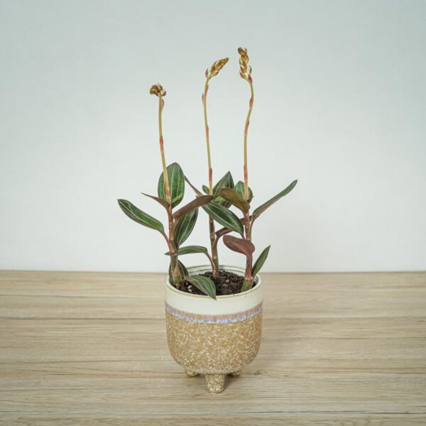 storczyk-ludisia-discolor-jewel-orchid