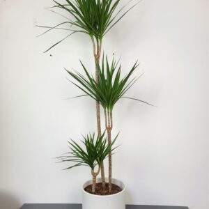 dracaena-marginata-dracena-gigant