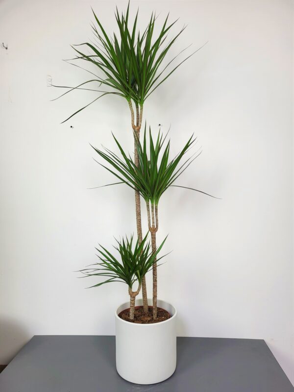 dracaena-marginata-dracena-gigant dracaena-marginata-dracena-gigant