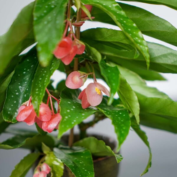 begonia-maculata-tamaya-baby begonia-maculata-tamaya-baby
