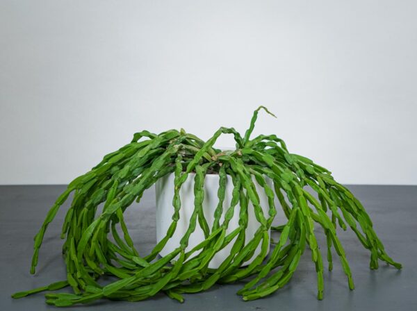 rhipsalis-paradoxa