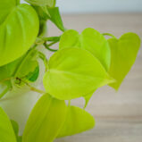philodendron-scandens-lemon-lime