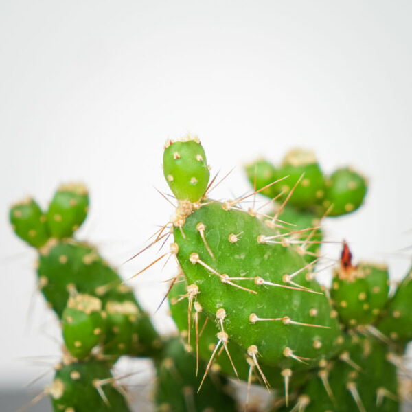 opuncja-quitensis-opuntia opuncja-quitensis-opuntia