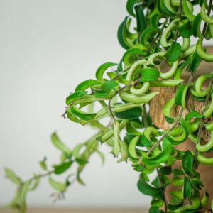 eszynantus-twister-aeschynanthus