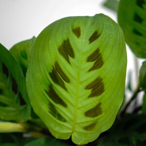 Maranta leuconeura kerchoveana